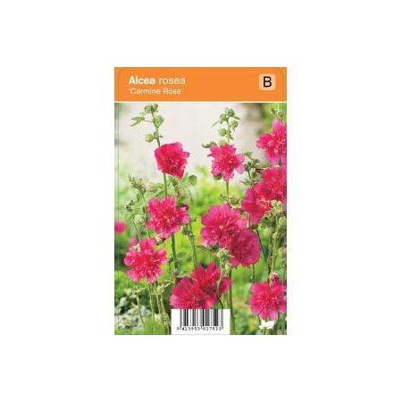 Alcea rosea Nigra  p9