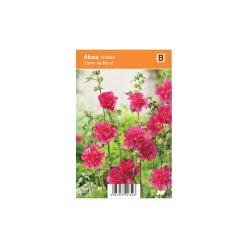 Alcea rosea Nigra p9