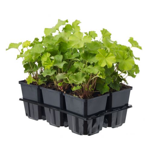 Alchemilla mollis 6-PACK