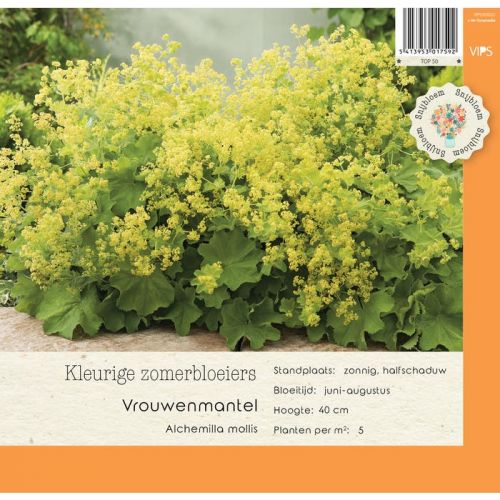 Alchemilla mollis p9