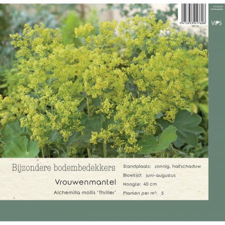 Alchemilla mollis Thriller p9