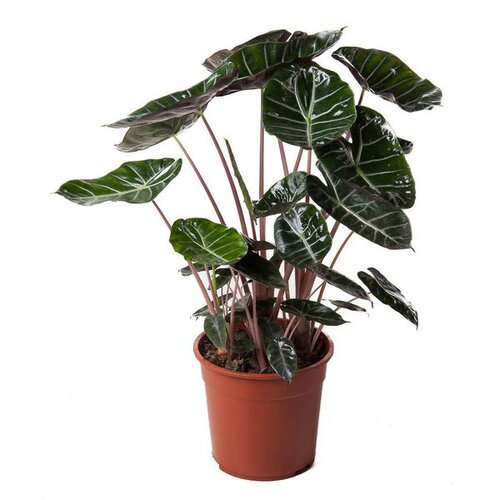 Alocasia Pink Dragon P19