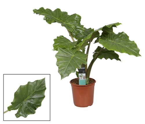 Alocasia portadora P21