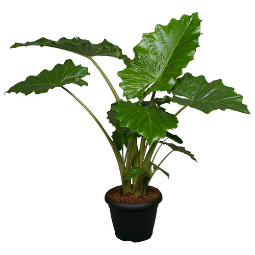 Alocasia portadora P35