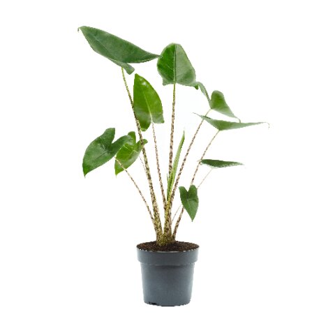 Alocasia zebrina P17