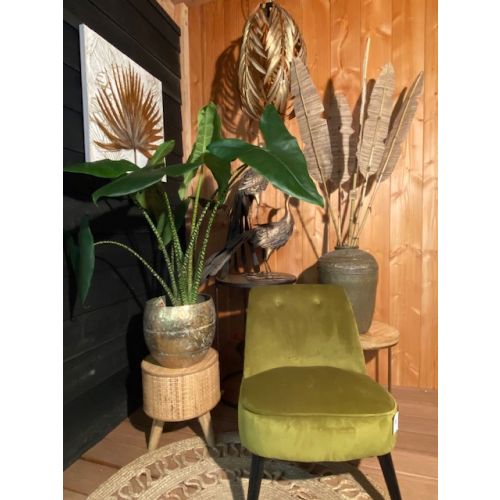 Alocasia Zebrina P24 - afbeelding 2