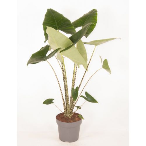Alocasia Zebrina P24 - afbeelding 2