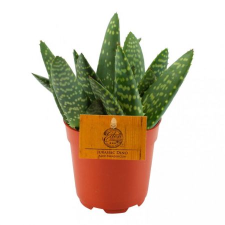 Aloe paradisicum compact p10.5