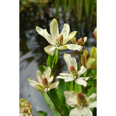 Anemopsis californica