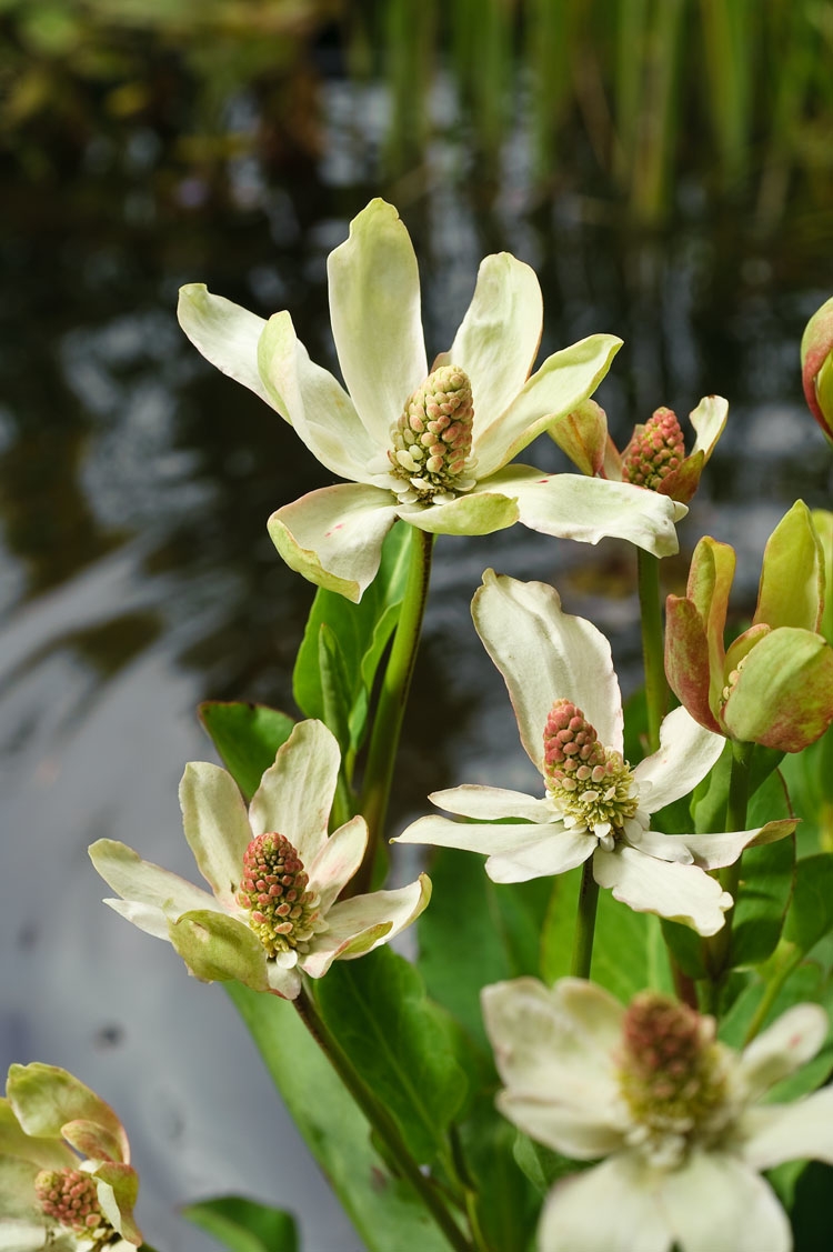 Anemopsis californica Tuincentrum Schmitz