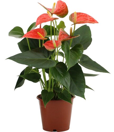 Anthurium Orange P12