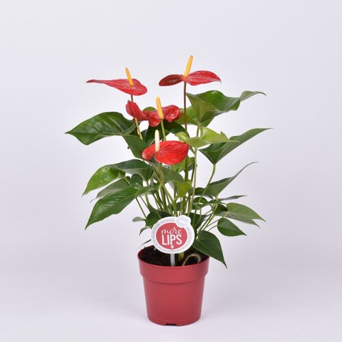 Anthurium rood P12