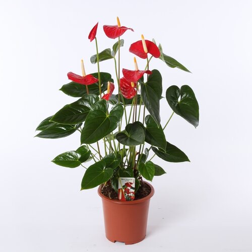 Anthurium rood P17