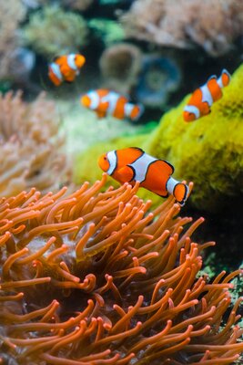 Aquariumvissen en reptielen - Aquarienfische und Reptilien