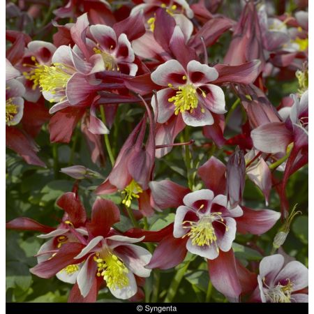 Aquilegia c. Spr. Mag. Rose & Wh P9