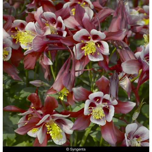 Aquilegia c. Spr. Mag. Rose & Wh P9