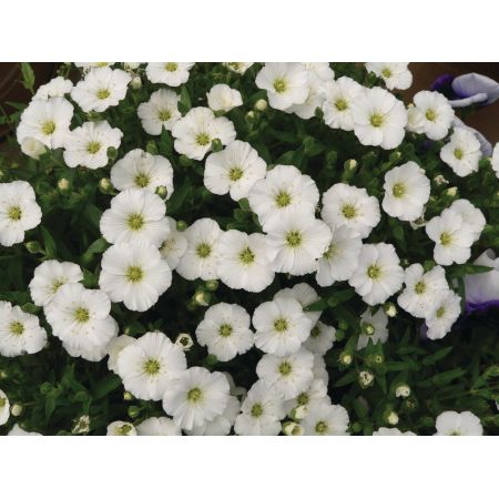 Arenaria montana Ronda P9