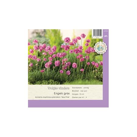 Armeria mar. splendens Sea Pink P9