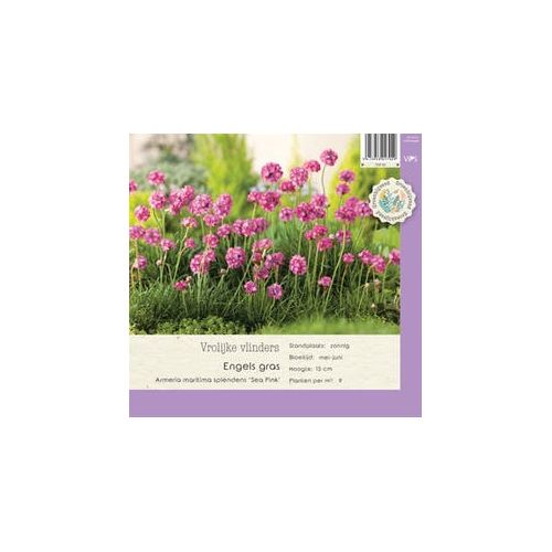 Armeria mar. splendens Sea Pink P9