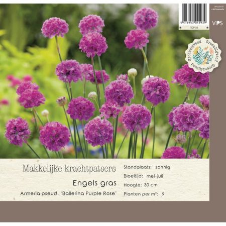 Armeria pseu Ballerina Purple Rose