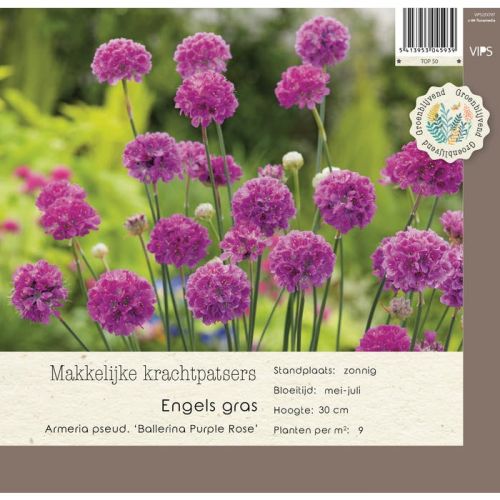 Armeria pseu Ballerina Purple Rose