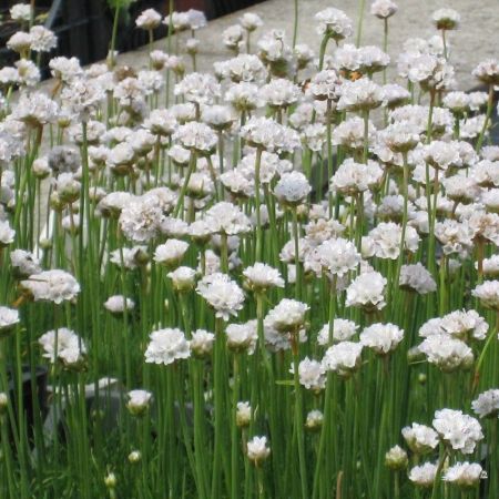 Armeria pseud. Ballerina White P9