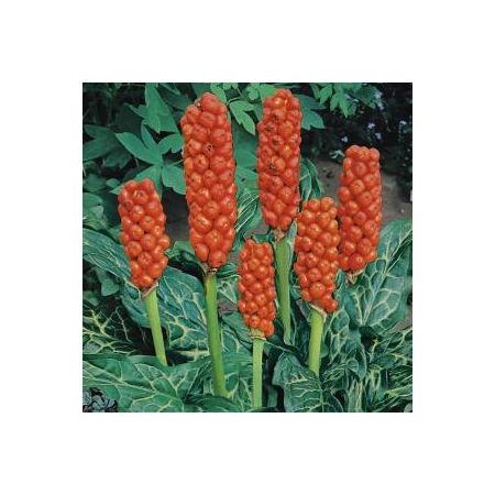 Arum italicum