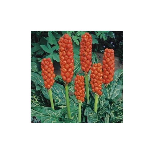 Arum italicum