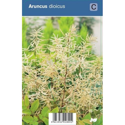 Aruncus dioicus P9