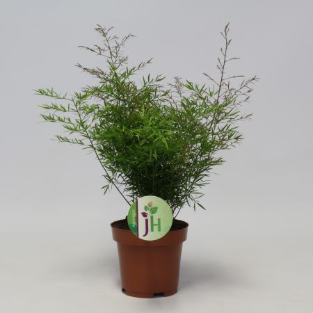 Asparagus 'Cwebe'