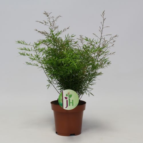 Asparagus 'Cwebe'