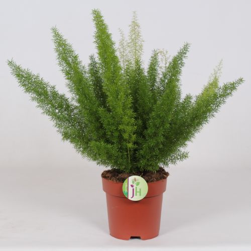Asparagus 'Meyeri'
