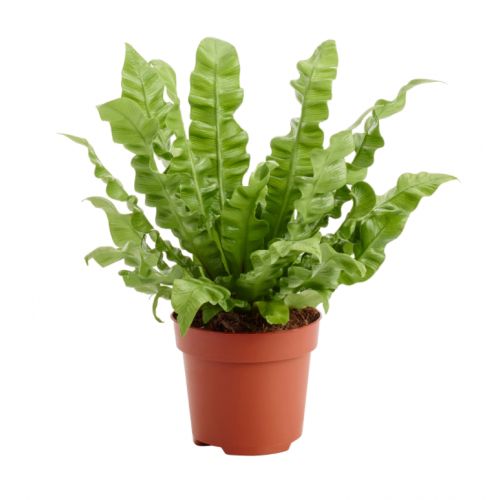 Asplenium Crispy Wave P12 ASP