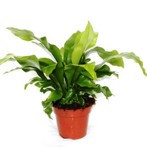 Asplenium nidus P17 ASP