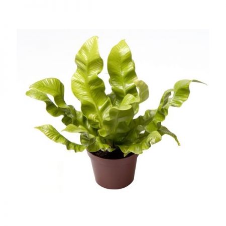 Asplenium Parvati P12 ASP