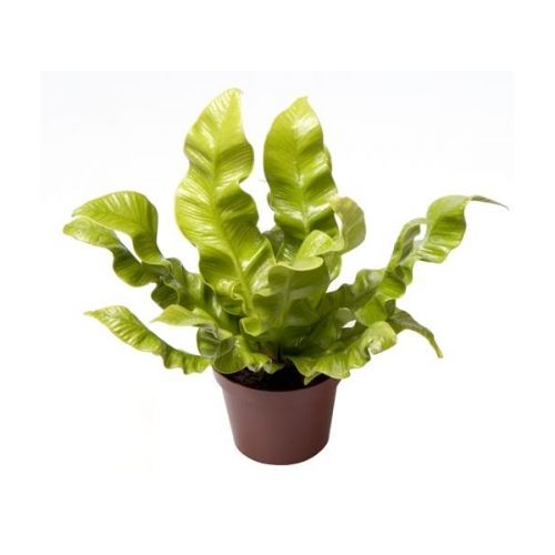 Asplenium Parvati P12 ASP
