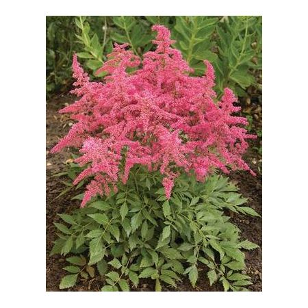 Astilbe ar. Astary® Rose Shades P9