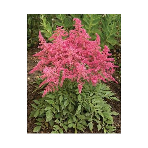 Astilbe ar. Astary® Rose Shades P9