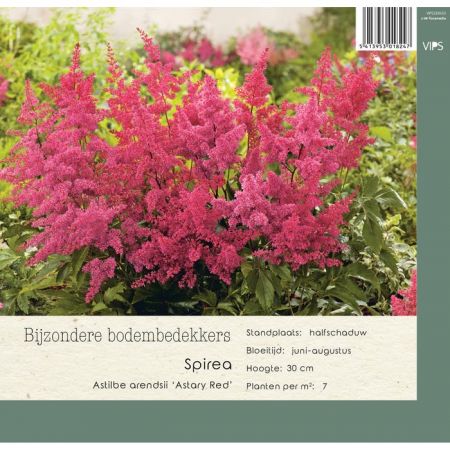 Astilbe arendsii Astary Red P9