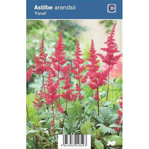 Astilbe arendsii Fanal P9