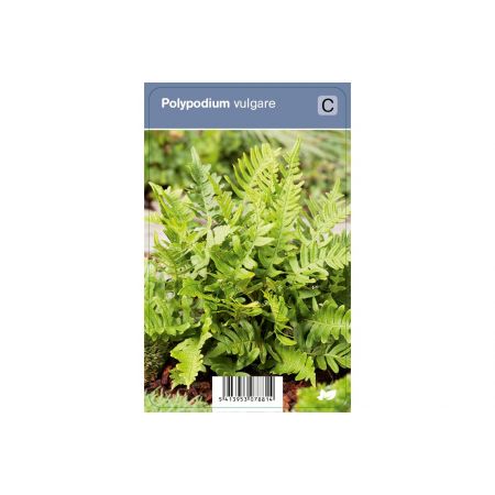 Athyrium nip. Urselers Red ®  P9