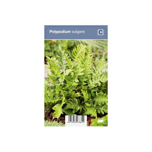 Athyrium nip. Urselers Red ®  P9