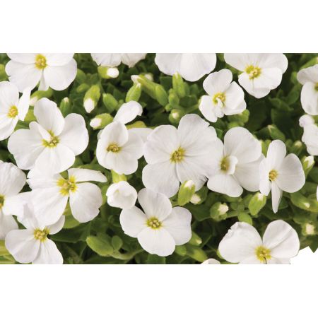 Aubrieta gracilis Florado White P9