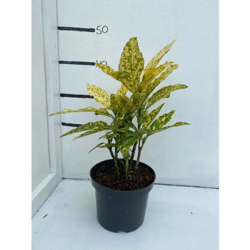 Aucuba jap. 'Crotonifolia'