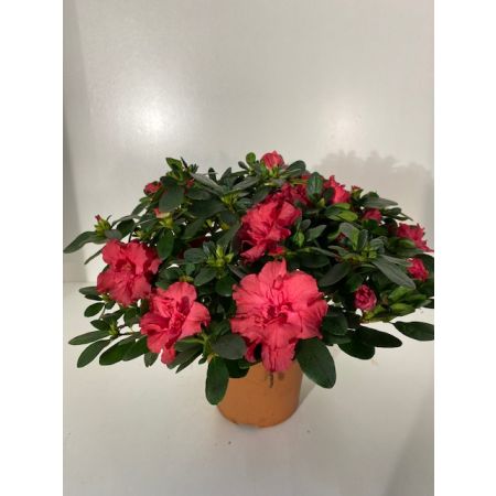 Azalea kamerplant rood p17