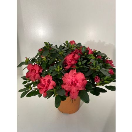 gemakkelijk Mededogen Keer terug Azalea kamerplant rood p17 - Tuincentrum Schmitz