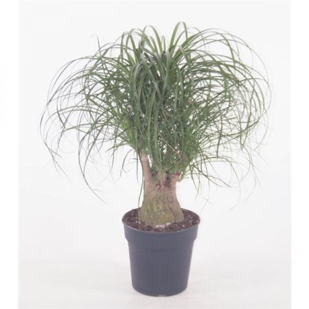 Beaucarnea vertakt p24 - 1ft - afbeelding 1