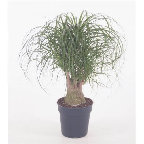 Beaucarnea vertakt p24 - 1ft - afbeelding 2