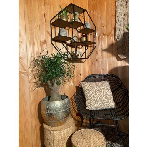 Beaucarnea vertakt p24 - 1ft - afbeelding 2