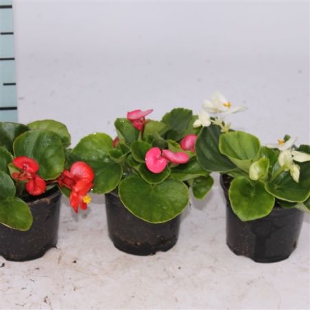 Begonia semperflorens wit